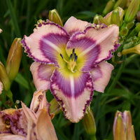 Handwriting on the Wall Reblooming Daylily