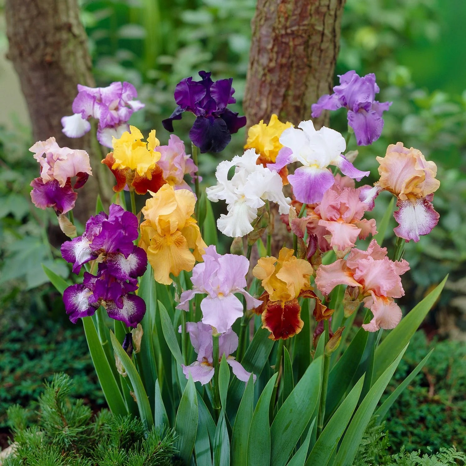 Reblooming Tall Bearded (German) Iris Mixture