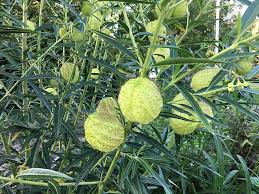 Oscar – Asclepias Seed