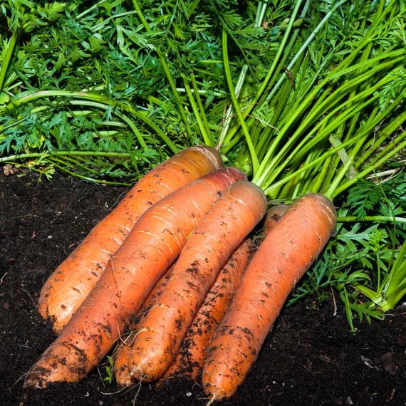 Bengala – Organic Carrot Seed