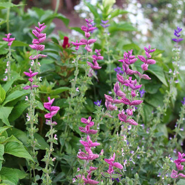 Pink Sundae – Heirloom Salvia Seed