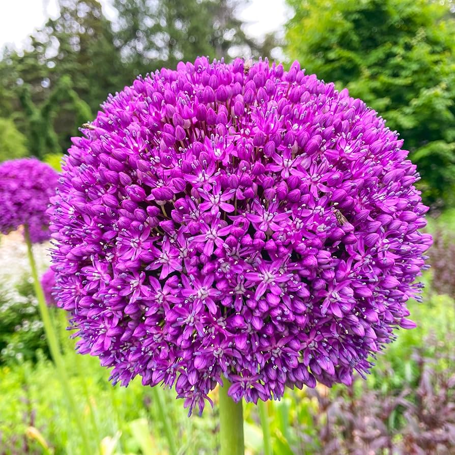 Giant Allium Giganteum Globemaster Beautiful Flower Seeds