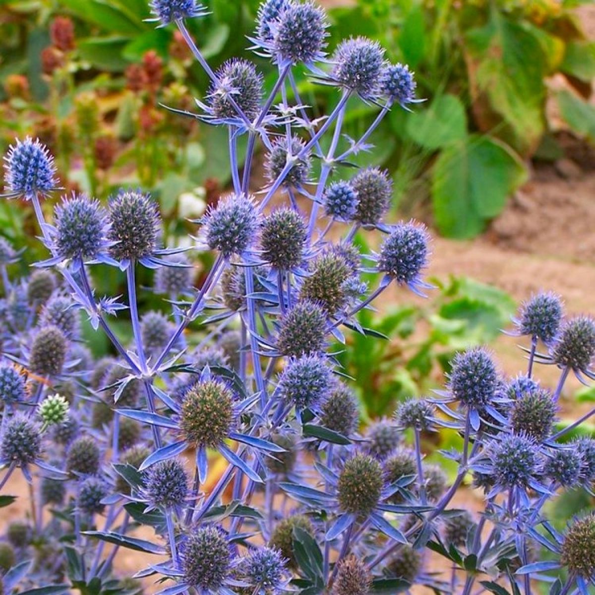 Big Blue Sea Holly