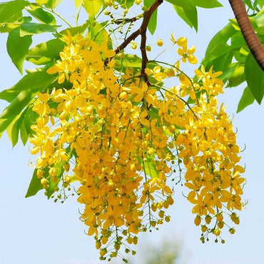 Cassia Fistula Seeds