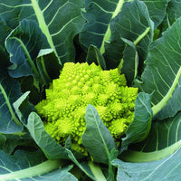 Veronica – Organic Cauliflower Seed