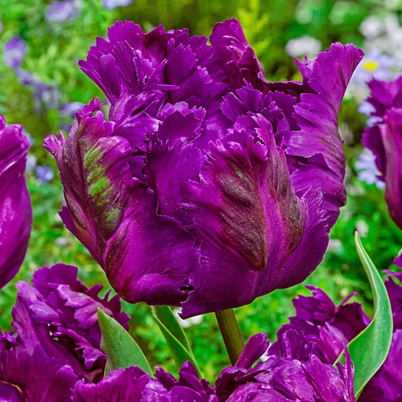 WOW! Parrot Tulip Collection Seeds