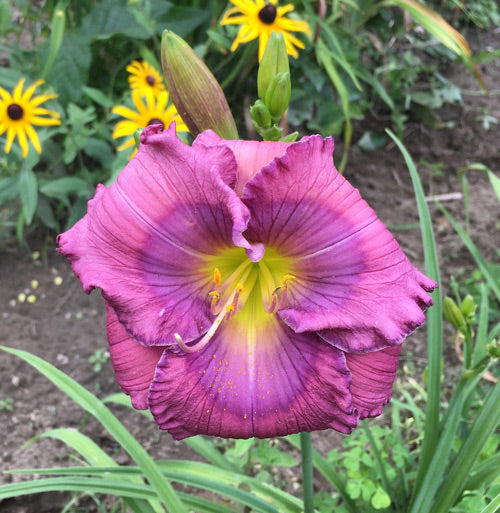 Lavender Blue Baby Reblooming Daylily