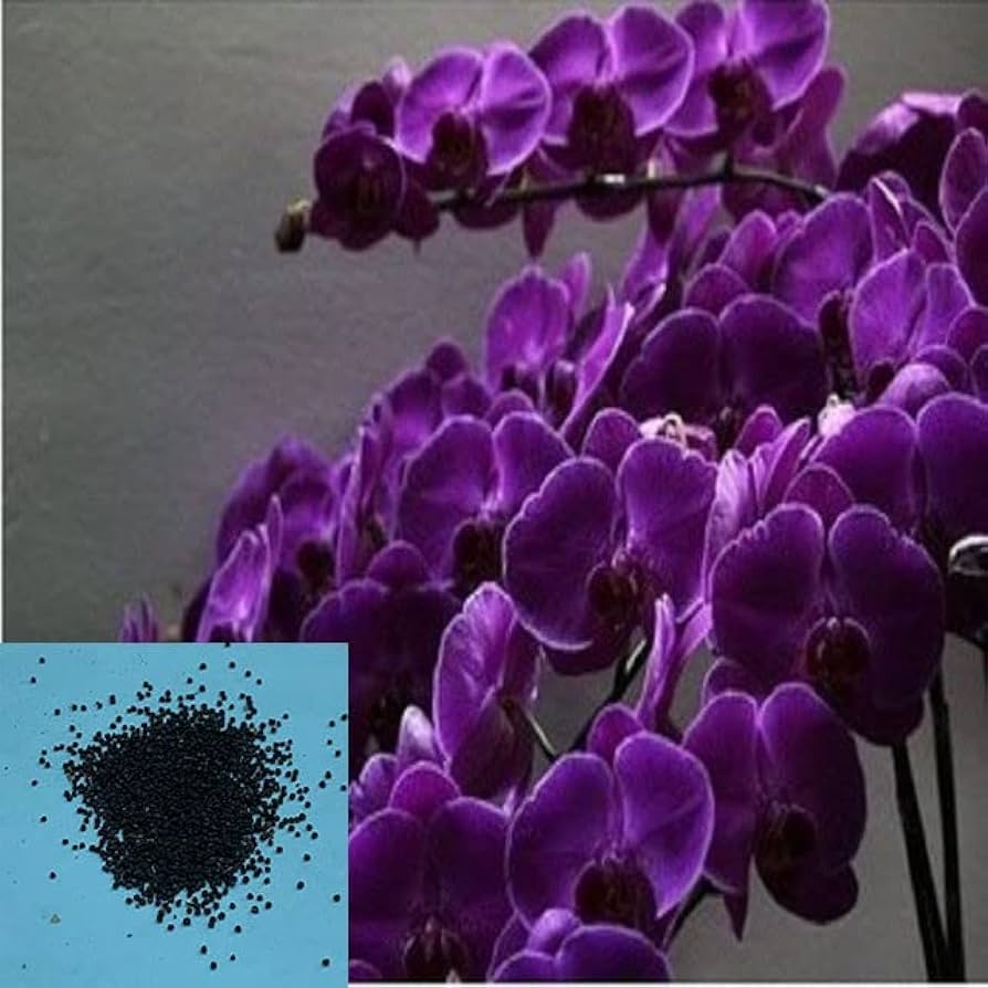 Butterfly orchid dark purple Seeds