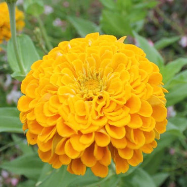 Oklahoma Golden Yellow – Zinnia Seed