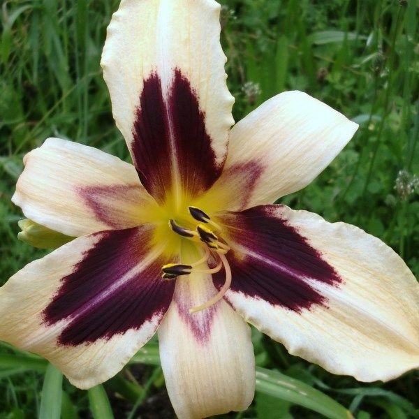 Wild Horses Reblooming Daylily