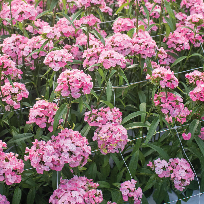 Sweet Pink – Pelleted Dianthus Seed