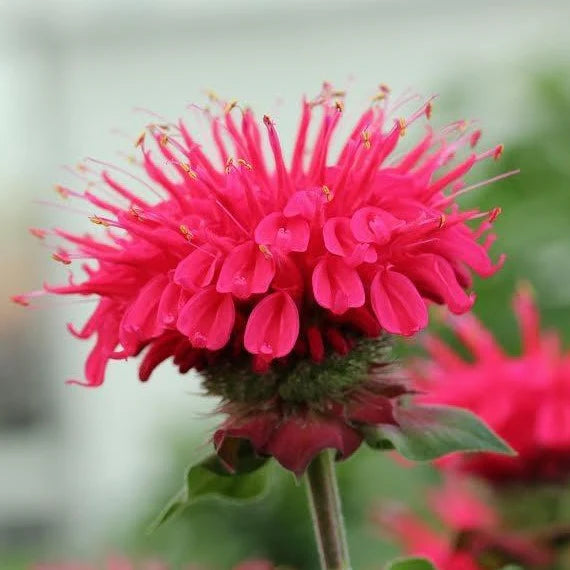 Garden View Scarlet Bee Balm