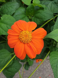 Tithonia Torch Red Flower Seeds