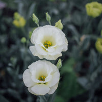 Doublini White – Lisianthus Seed