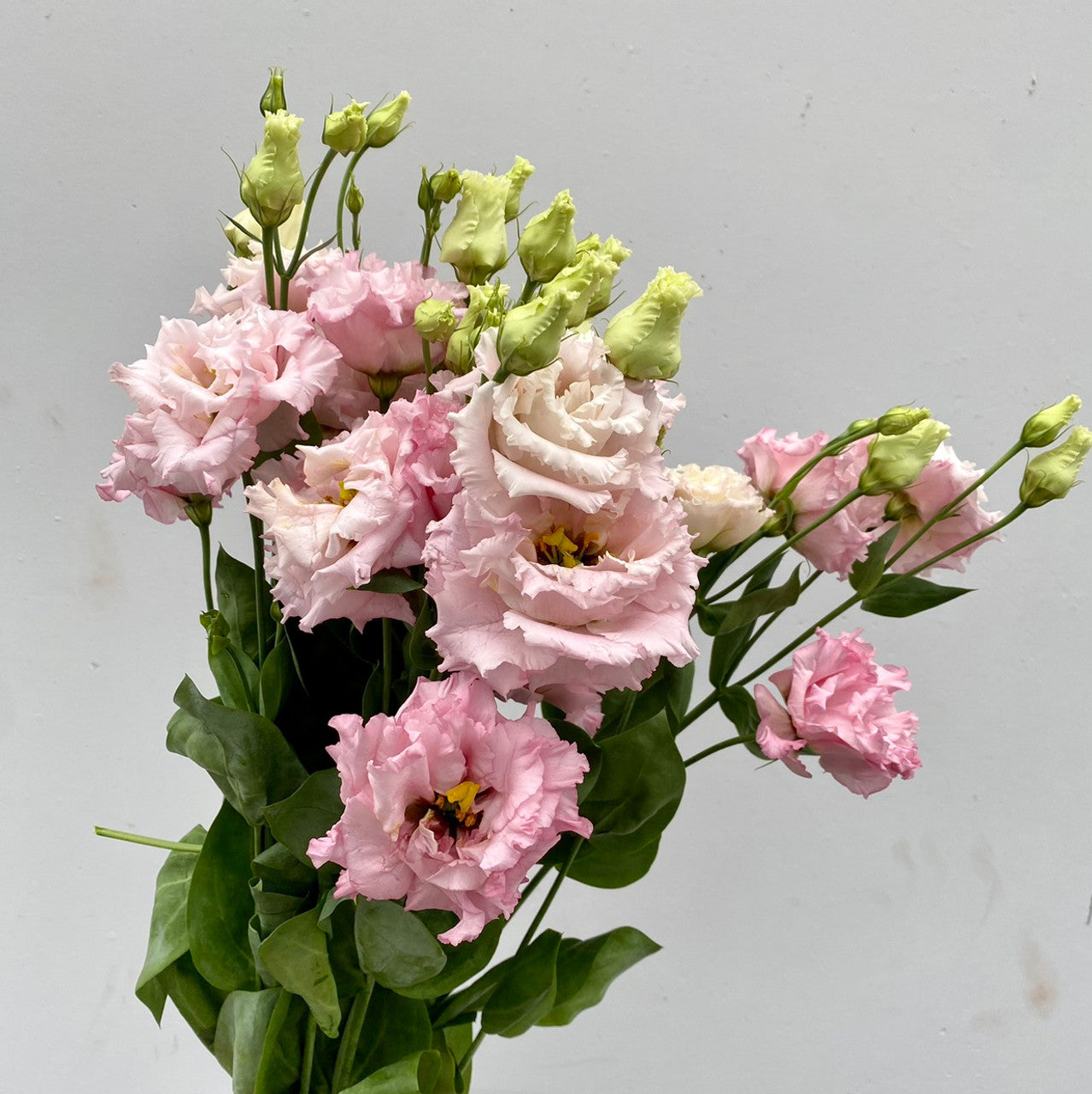 Voyage 2 Pink – Lisianthus