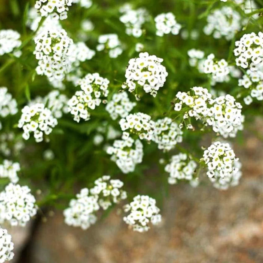 Sweet Alyssum – Flower Seed