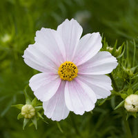 Versailles Flush – Cosmos Seed