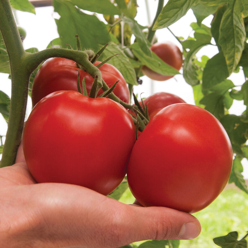 Bigdena/Shin Cheong Gang Grafted – Organic Tomato Seeds