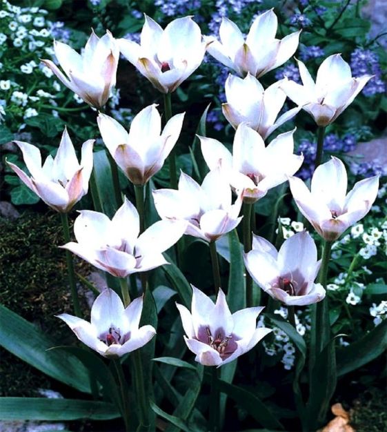 Wild Blue Heart Tulip Seeds