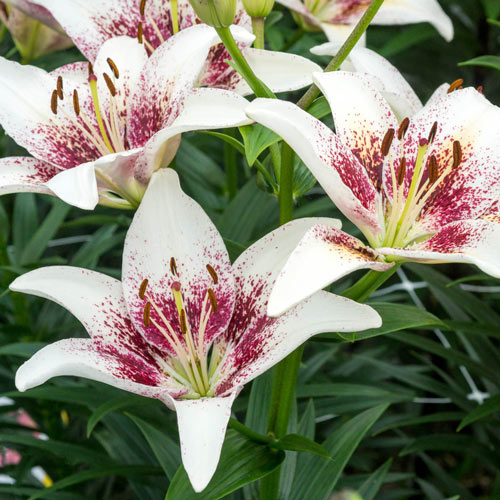 Asiatic Lily- Tribal Kiss