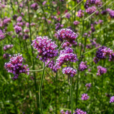 Verbena bonariensis – Flower Seed