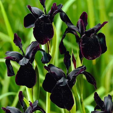 Black Iris