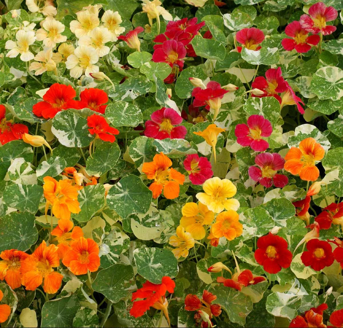 Nasturtium Variegated Flower Seeds