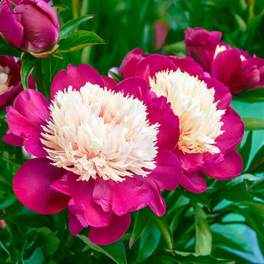 White Cap Peony