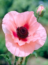 Aglaya Oriental Poppy