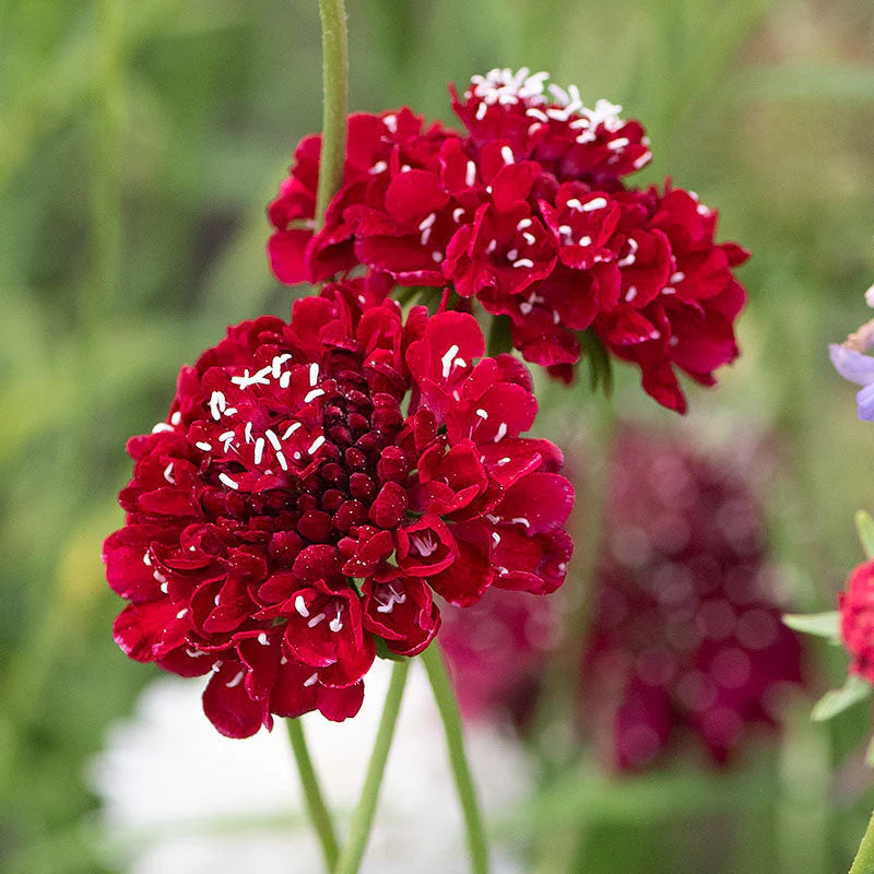 Fire King – Scabiosa Seed