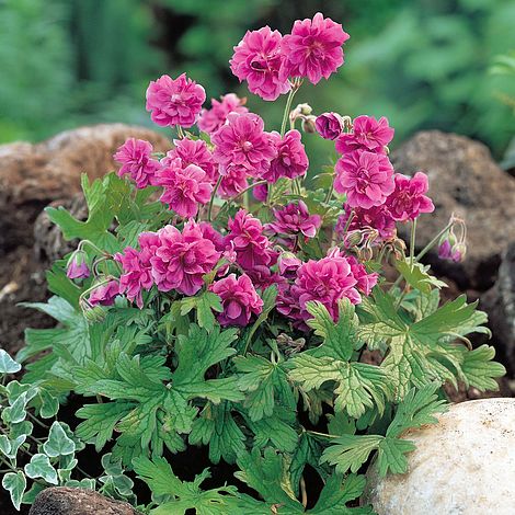 Birch Double Everblooming Hardy Geranium