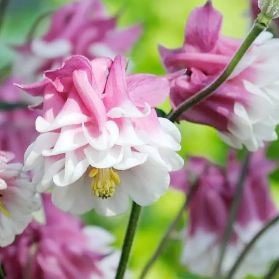 Pink Petticoat Columbine