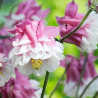 Pink Petticoat Columbine