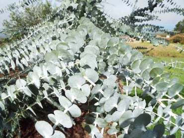 Baby Blue Bouquet – Eucalyptus Seed