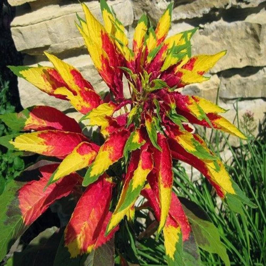 Amaranthus Tricolour Mixed Color Desi Flower Seeds