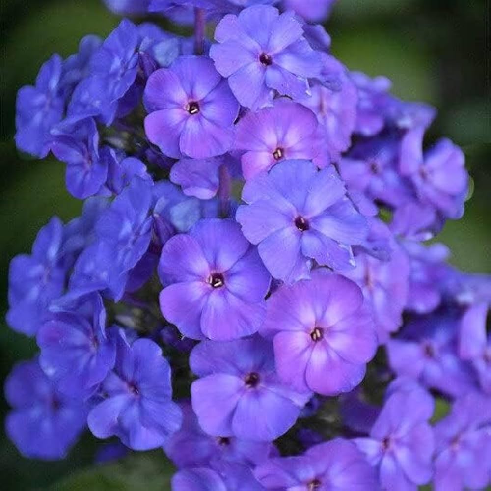 Phlox Beauty Blue Seeds