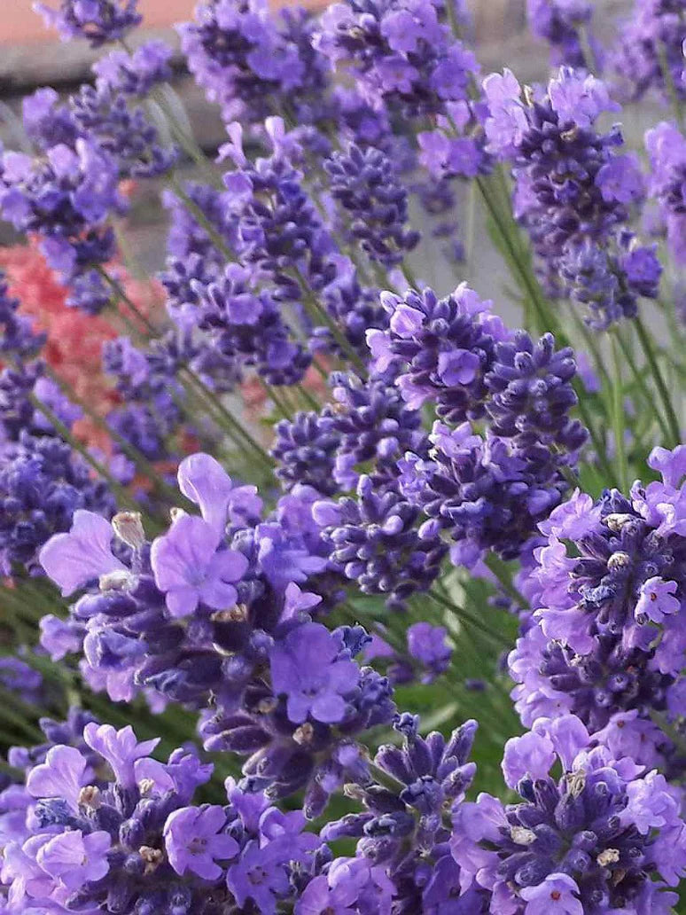 Lavender Seeds Plant Four Seasons Potted Plant Varieties Flower