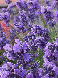 Lavender Seeds Plant Four Seasons Potted Plant Varieties Flower