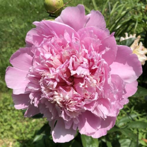 Whopper Peony