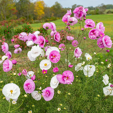 Cupcakes Mix – Cosmos Seed