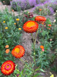 King Size Orange – Strawflower Seed