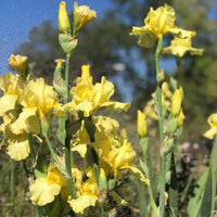 Harvest of Memories Reblooming Bearded Iris