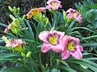 Always Afternoon Reblooming Daylily