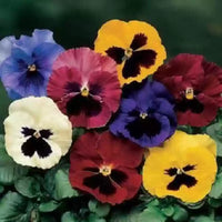 Pansy Blotch Mixed Color Seeds