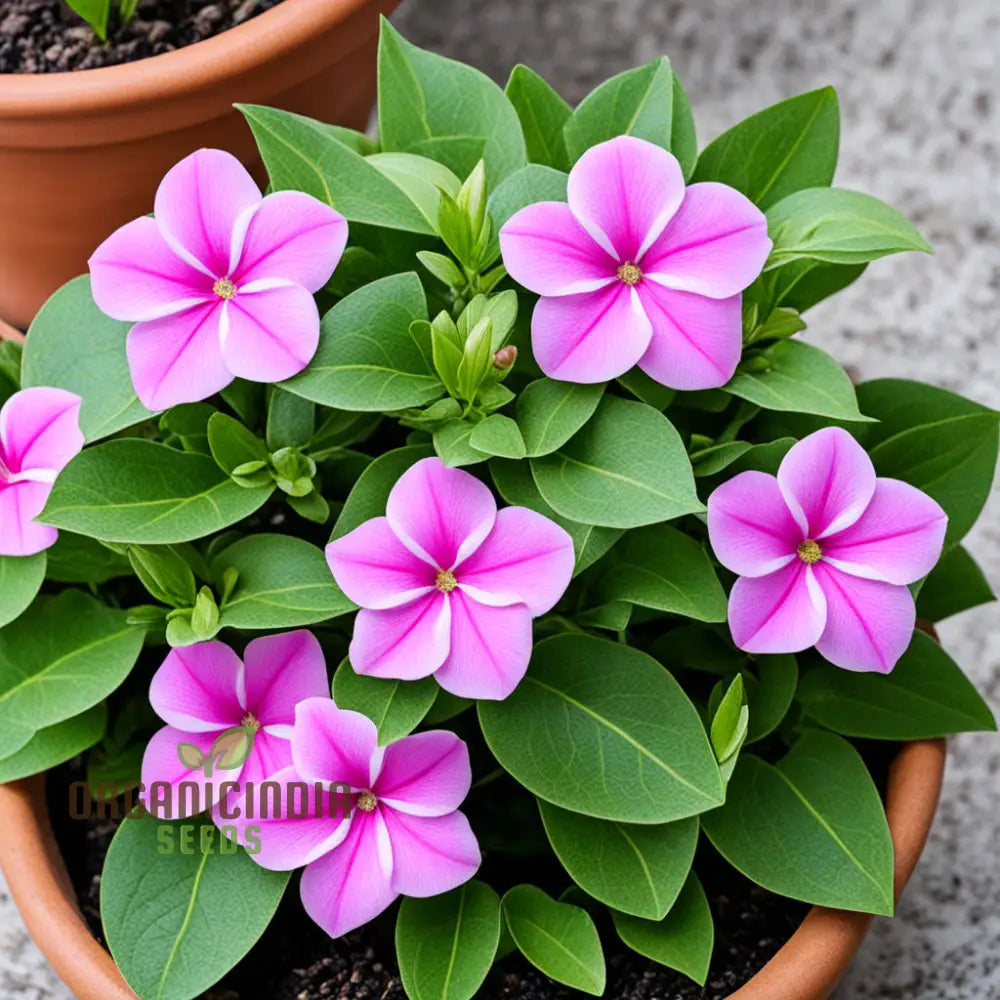 Vinca Rosea Pink Desi Flower Seeds