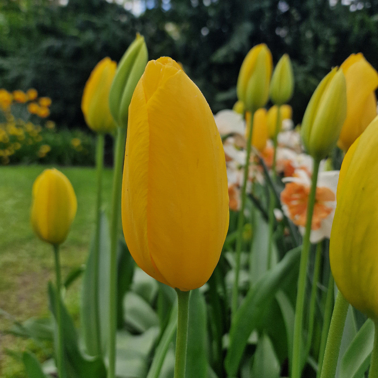 Big Smile Tulip Seeds