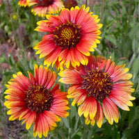 Gaillardia Hybrid Mixed Color Seeds