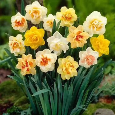 Weatherproof Daffodil Mixture Seeds