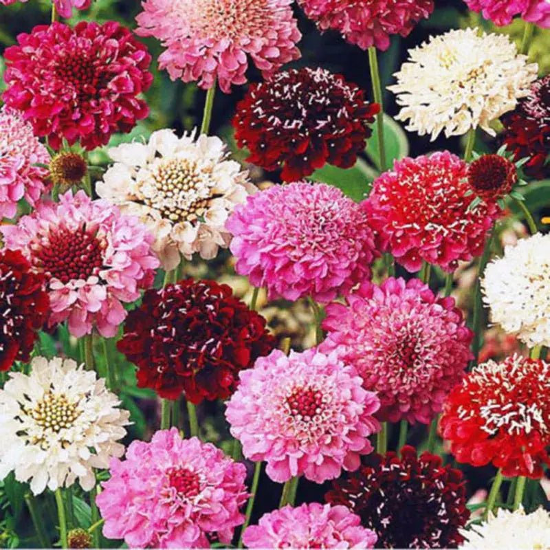 Triple Berry Mix – Scabiosa Seed