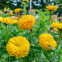 Benary’s Giant Golden Yellow – Zinnia Seed